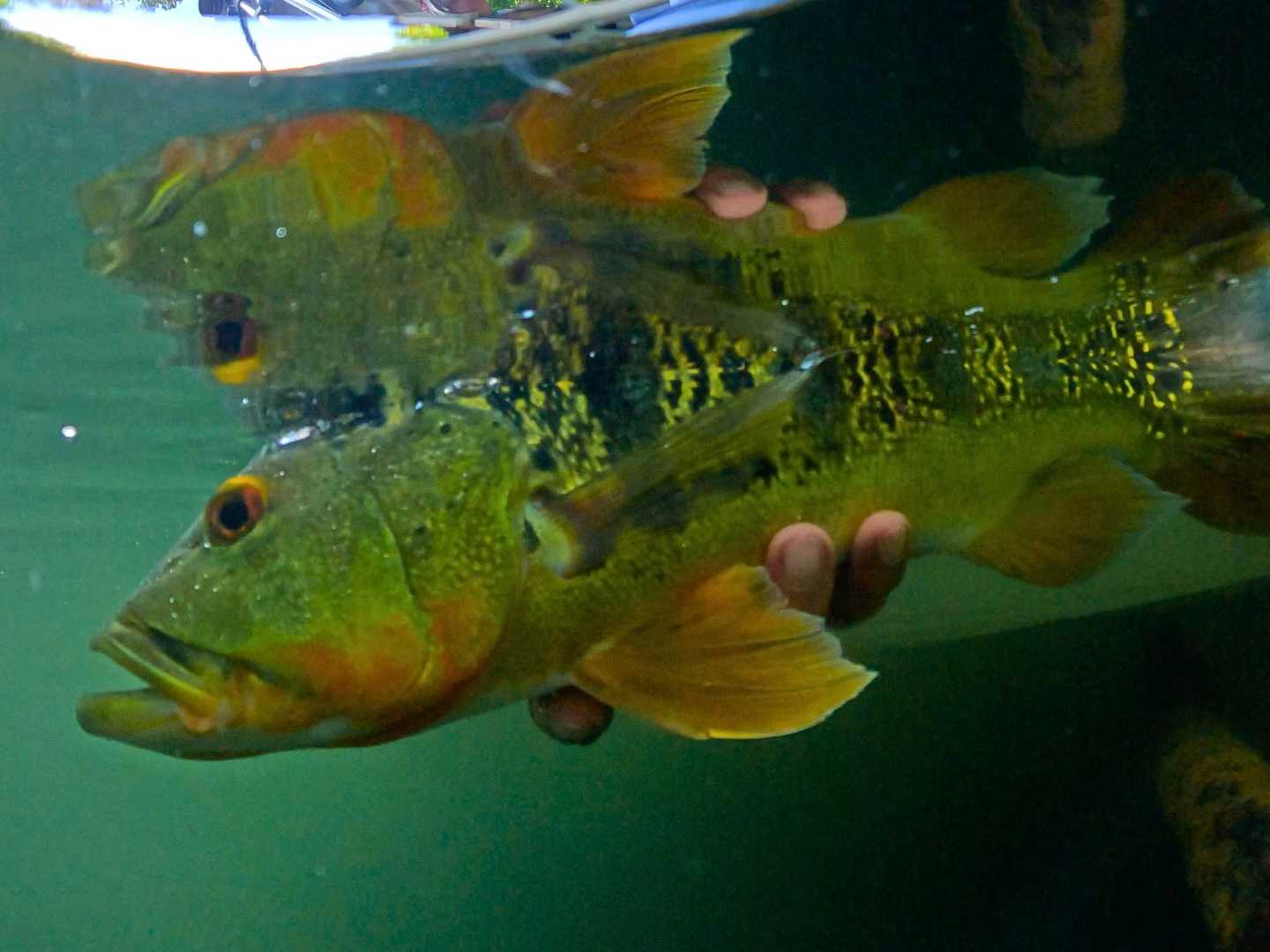 Two peacock bass held just under the surface before release